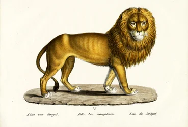 Lion du Sénégal